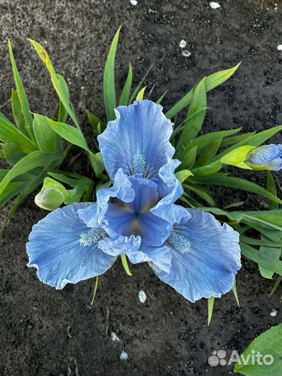 Ирисы (карликовые) бордюрные