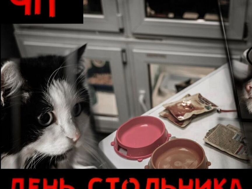 В дар приюту