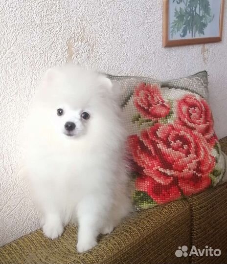 Шпиц девочка и мальчик