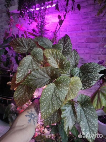 Комнатные растения#1