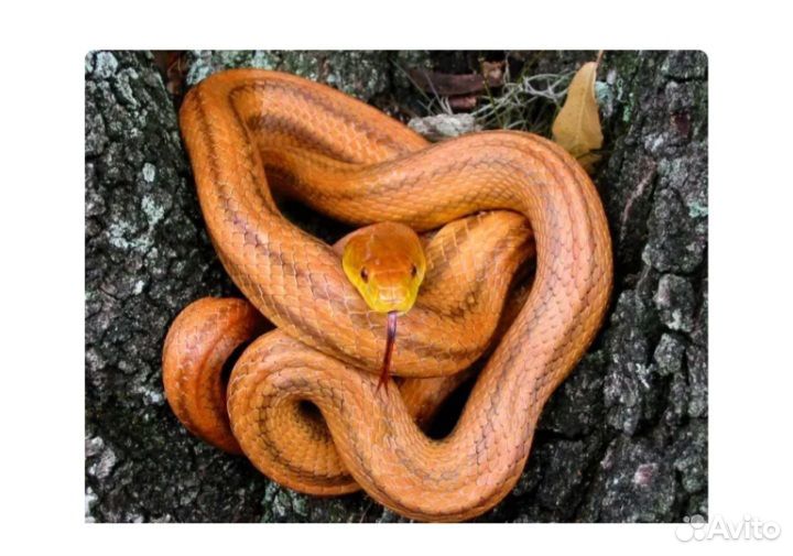 Таксидермия полоз