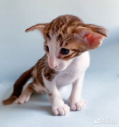Ориентальные котята