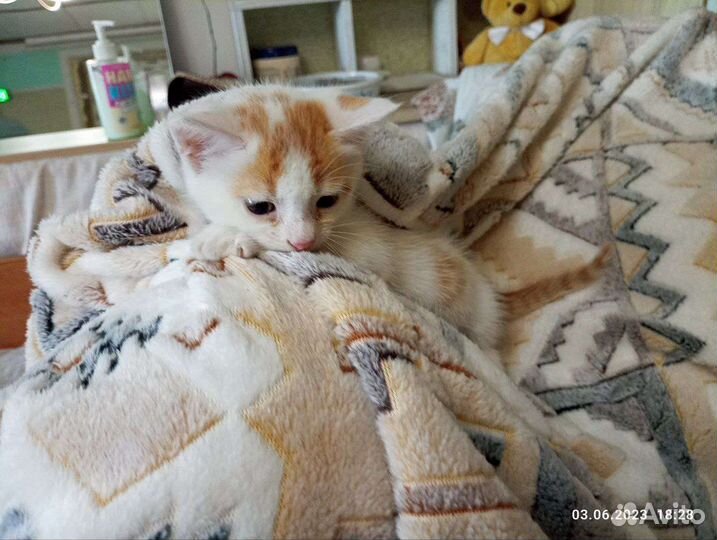 Ваш котёнок