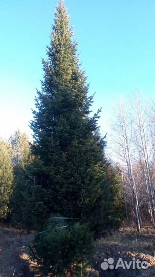 Саженцы Хвойных и Лиственных деревьев