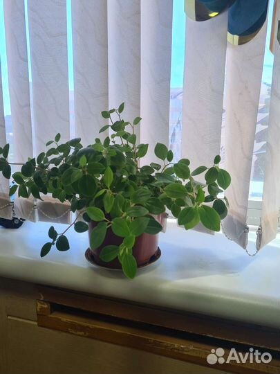 Комнатные растения