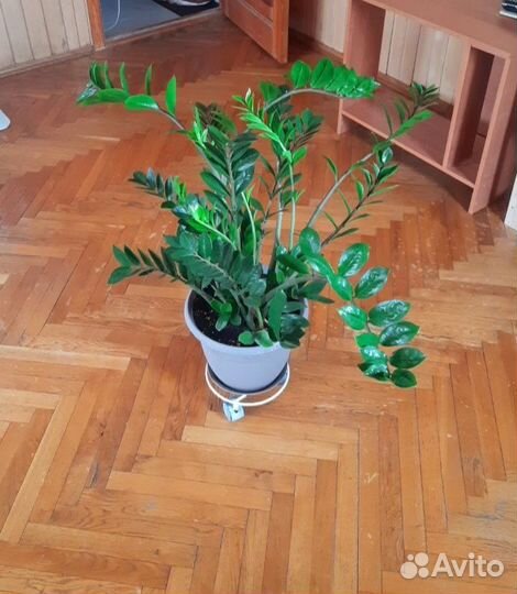 Замиокулькас