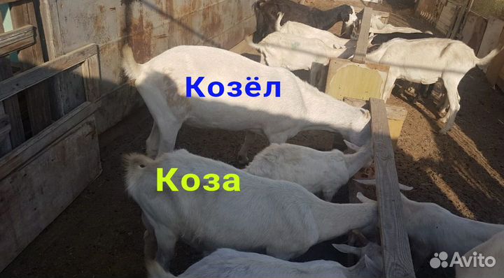 Козы