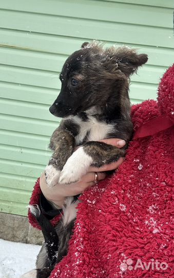 Тушканчик ищет дом