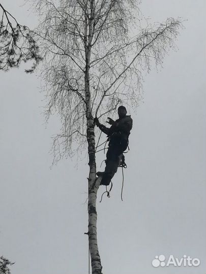 Спилка, валка, рубка аварийных деревьев