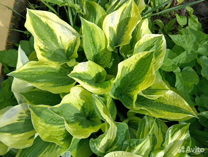 Мята яблочная,таволга, хосты, гортензия древовидна