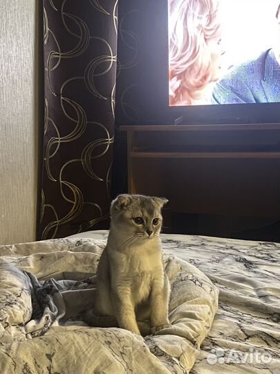 Шотланец (вислоуха) вязка