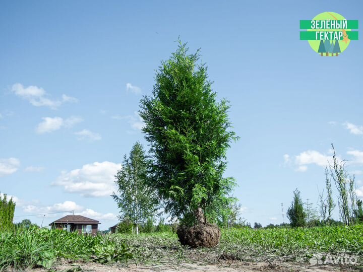 Туи брабант 2 м свежая копка 2023