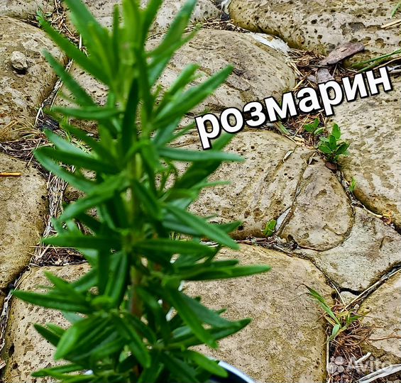 Пряные травы