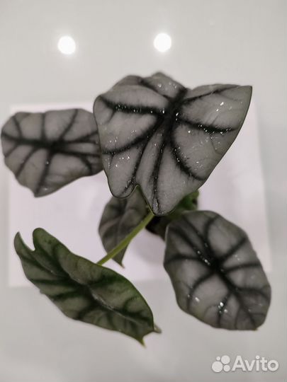 Клубни алоказии silver dragon