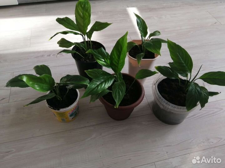 Спатифиллум низкорослый