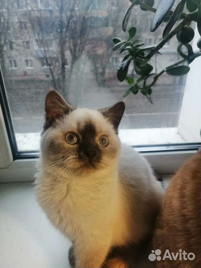 Кошки шотландцы