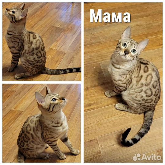 Бенгальская