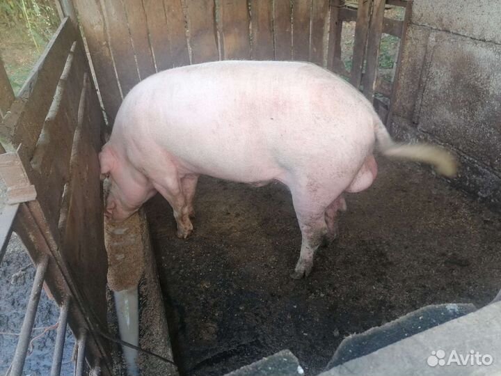 Хряк, ландрас