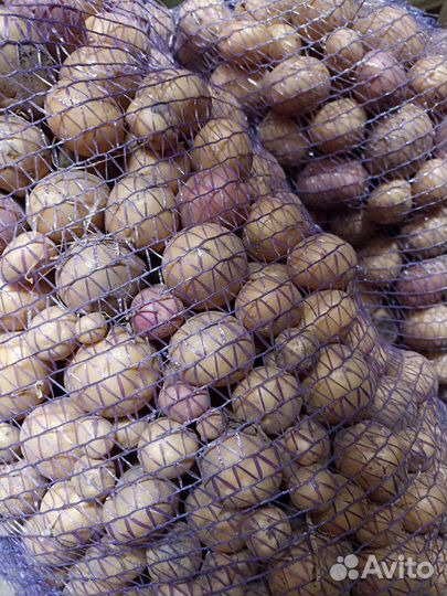 Мелкая картошка