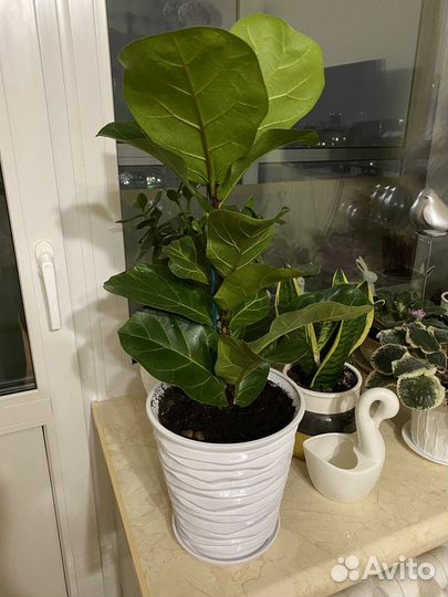 Фикус лирата бамбино