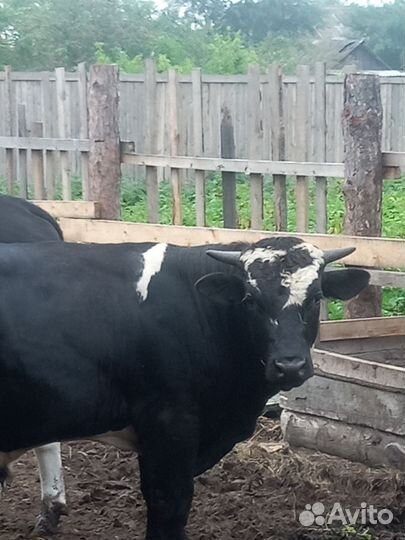 Быки на племя
