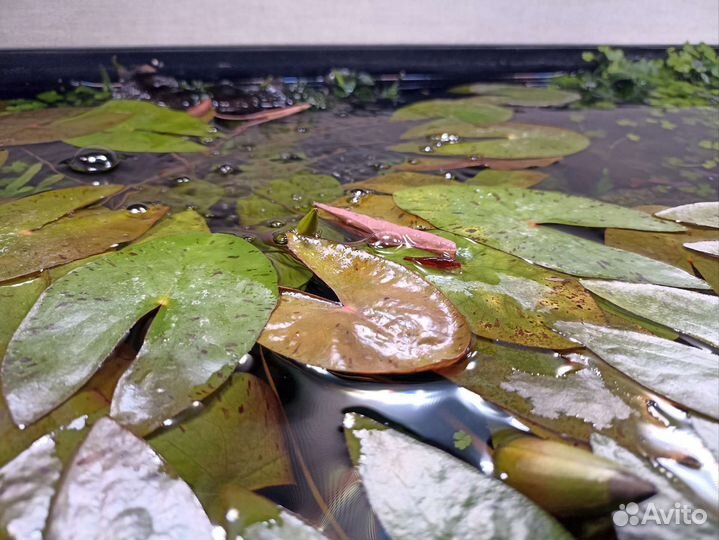 Нимфея карликовая, сантирем