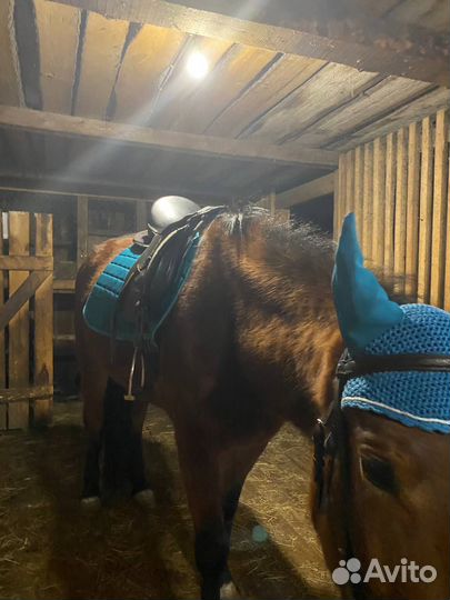 Комплект, вальтрап и ушки Full