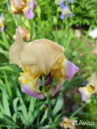 Многолетние цветы