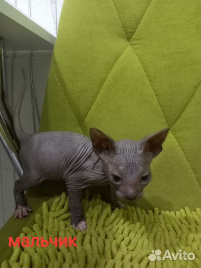 Донской сфинкс