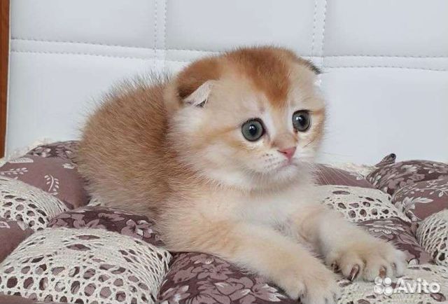 Клубные шотландцы золотого окраса