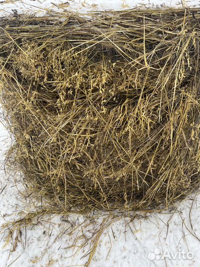 Зеленка с овсом