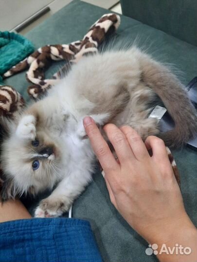 Невская маскарадная