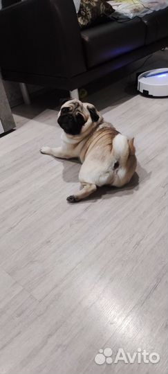 Мопс вязка мальчик