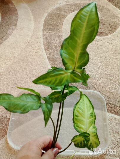 Сингониум 6