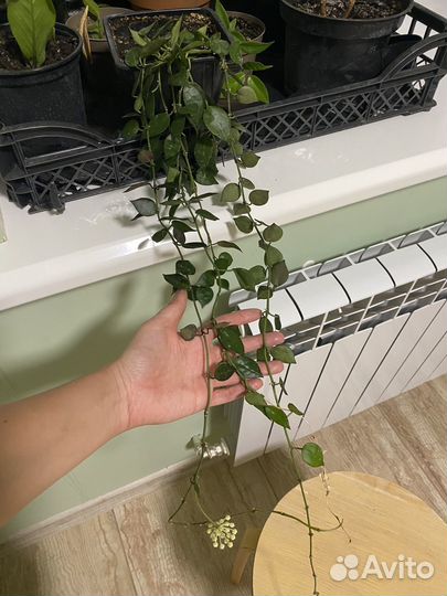 Комнатные цветы