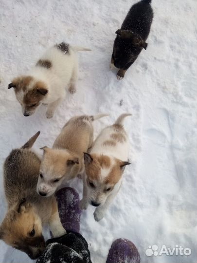 Щенки в хорошие руки