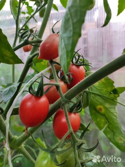 Рассада помидор