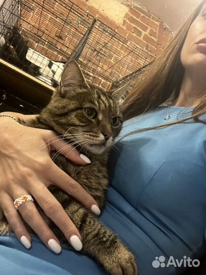 Большой, красивый Матроскин