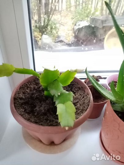 Цветок декабрист