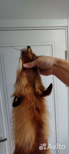 Лисья шкура