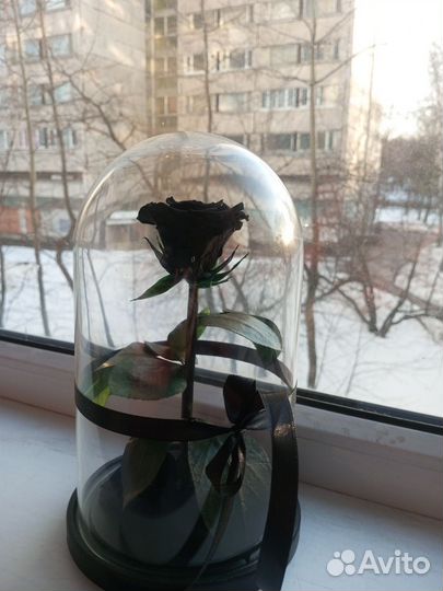 Роза в колбе