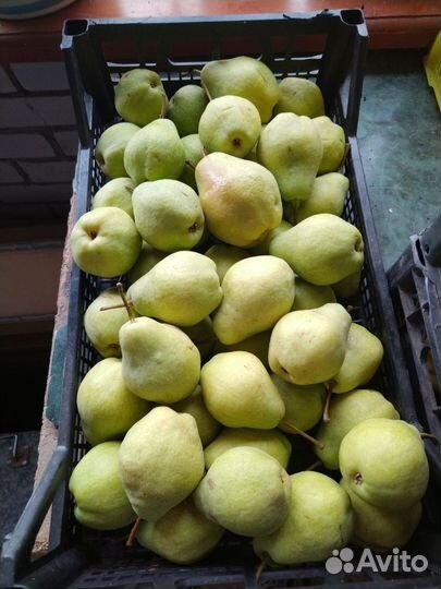 Груша