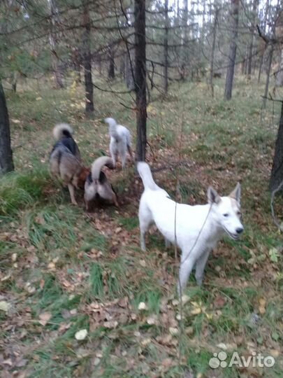 Тоби, чудесный мальчик лаечка