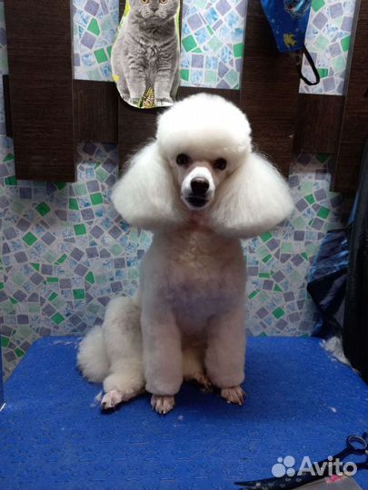 Стрижка собак и кошек