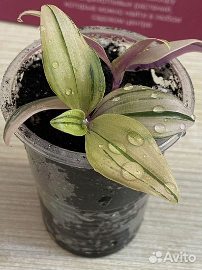 Традесканция Радужный Холм