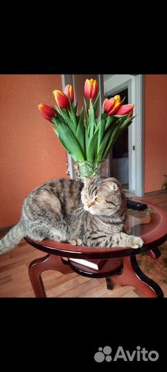 Шотландская кошка