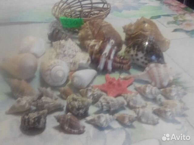 Набор ракушек,для декора