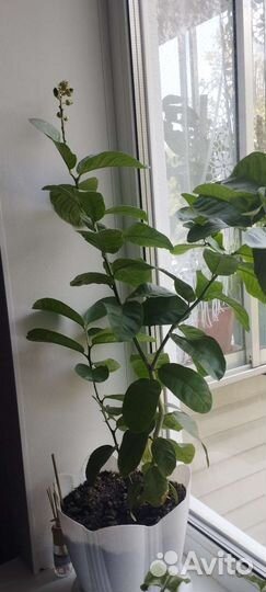 Лимонное дерево