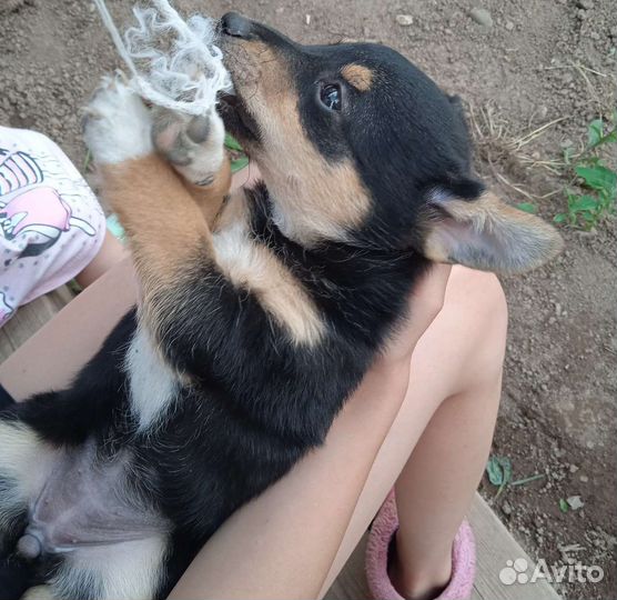 Собака в добрые руки