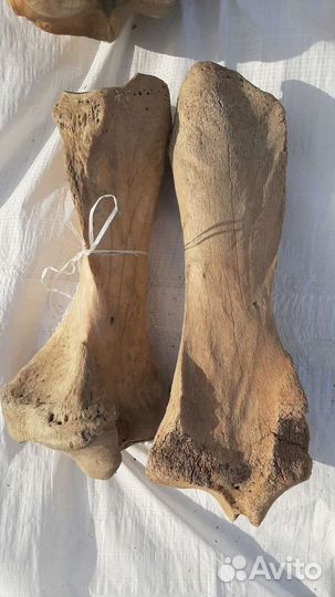 Нога кость мамонта